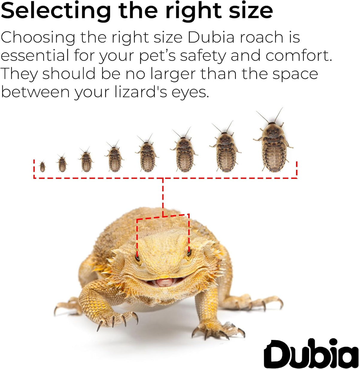 Dubia Roaches half inch size comparison reference next to coin