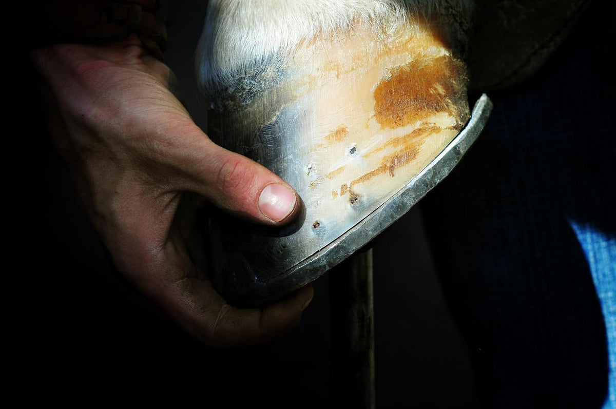 Elemental Equine Hoof Armour professional show safe horse care dressing bottle
