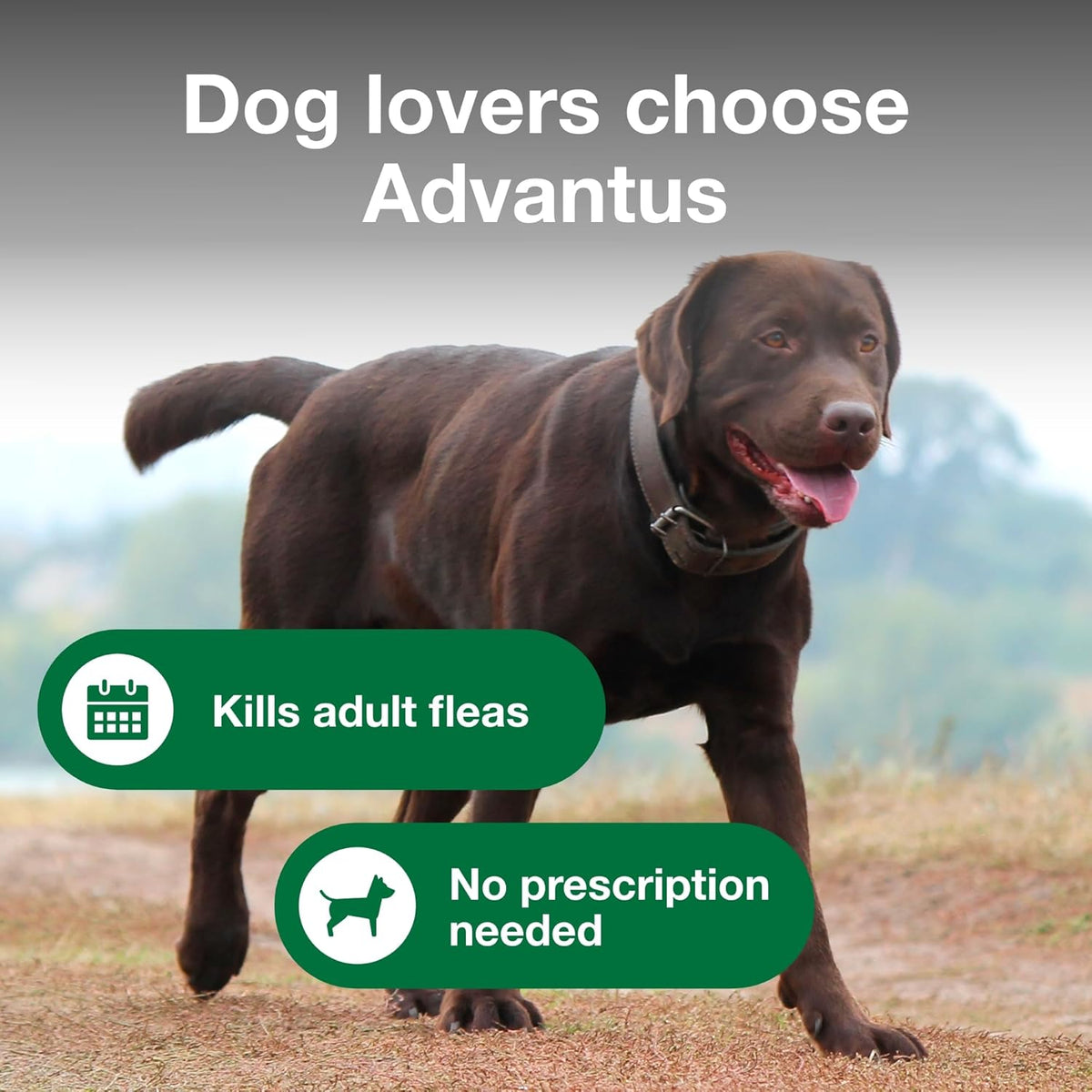 Flavored soft chew oral flea medication for dogs seven count pack