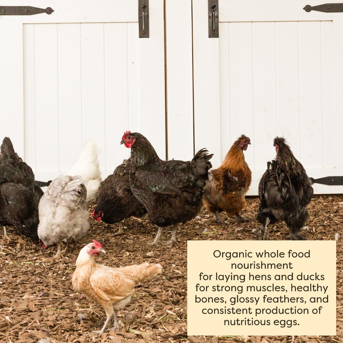 Healthy chickens eating organic layer mash from a feeder.