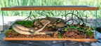 Galapagos cypress tank mulch texture close up showing natural bark pieces