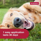 Veterinarian recommended pest control drops for medium and large dog breeds showing contact action.