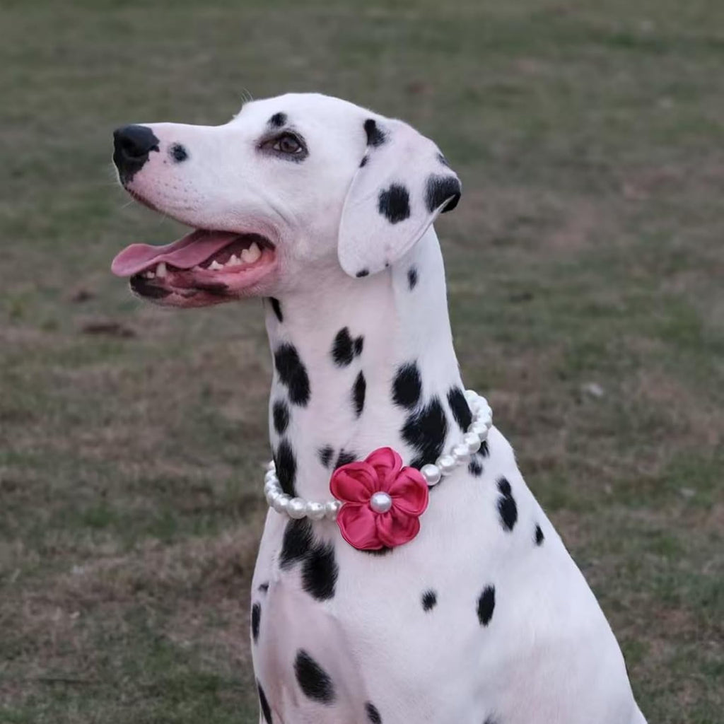 Sheens luxury pet jewelry packaging with the adjustable pearl neck collar displayed