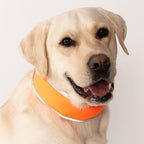 CoolerDog reflective ice collar orange large size close up view
