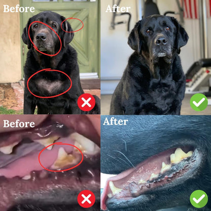 Back 40 Dogs organic seaweed supplement for pet dental health