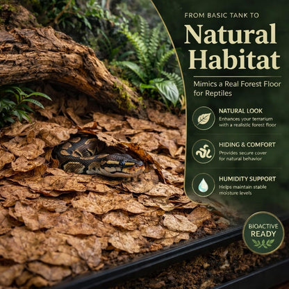 Bioactive terrarium bedding featuring MAQIHAN oak leaves with isopods foraging
