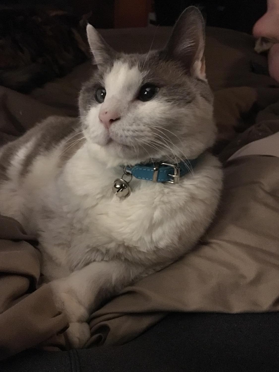 Lanyarco kitten collar showing adjustable strap and buckle
