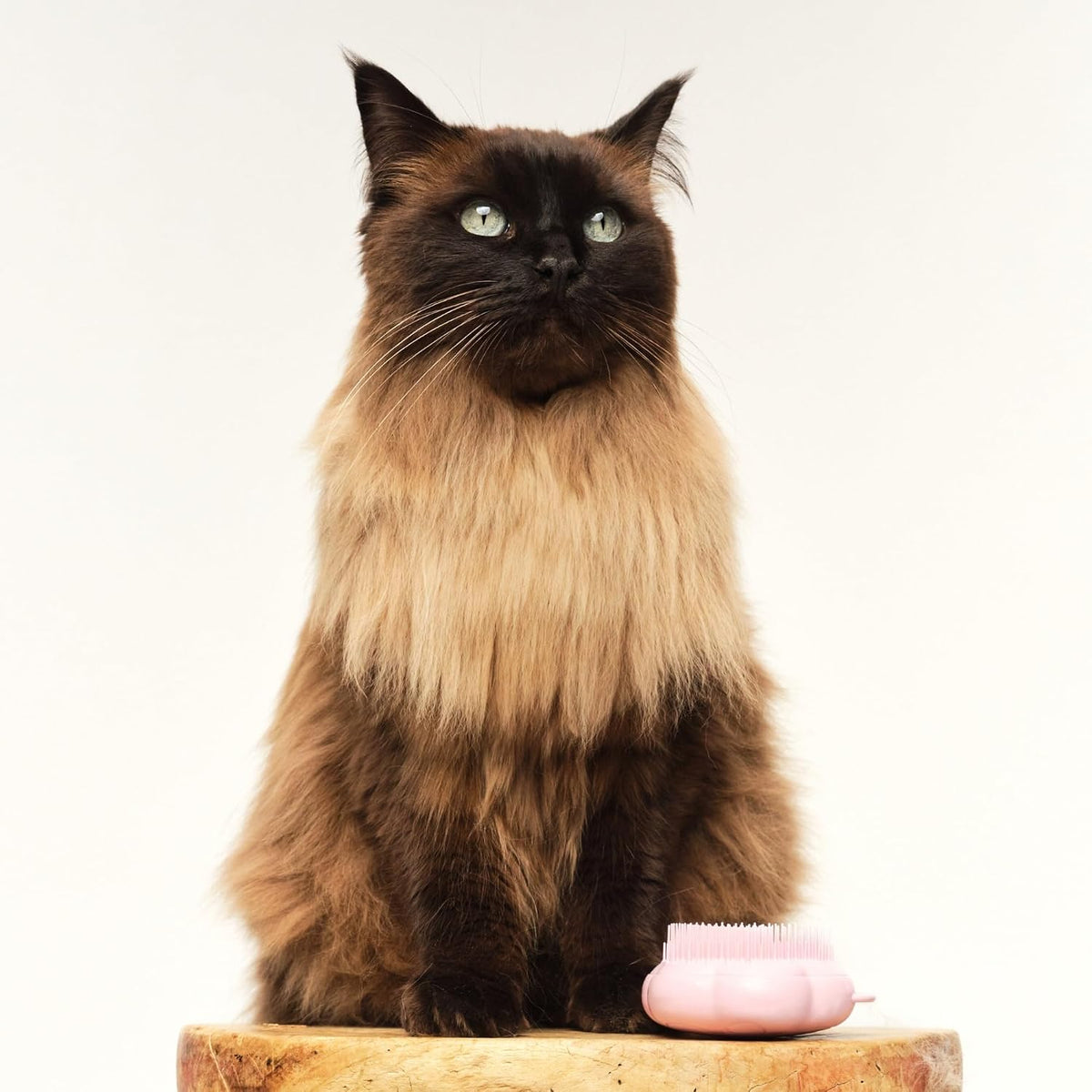 Tangle Teezer cat brush showing ease of removing trapped hair
