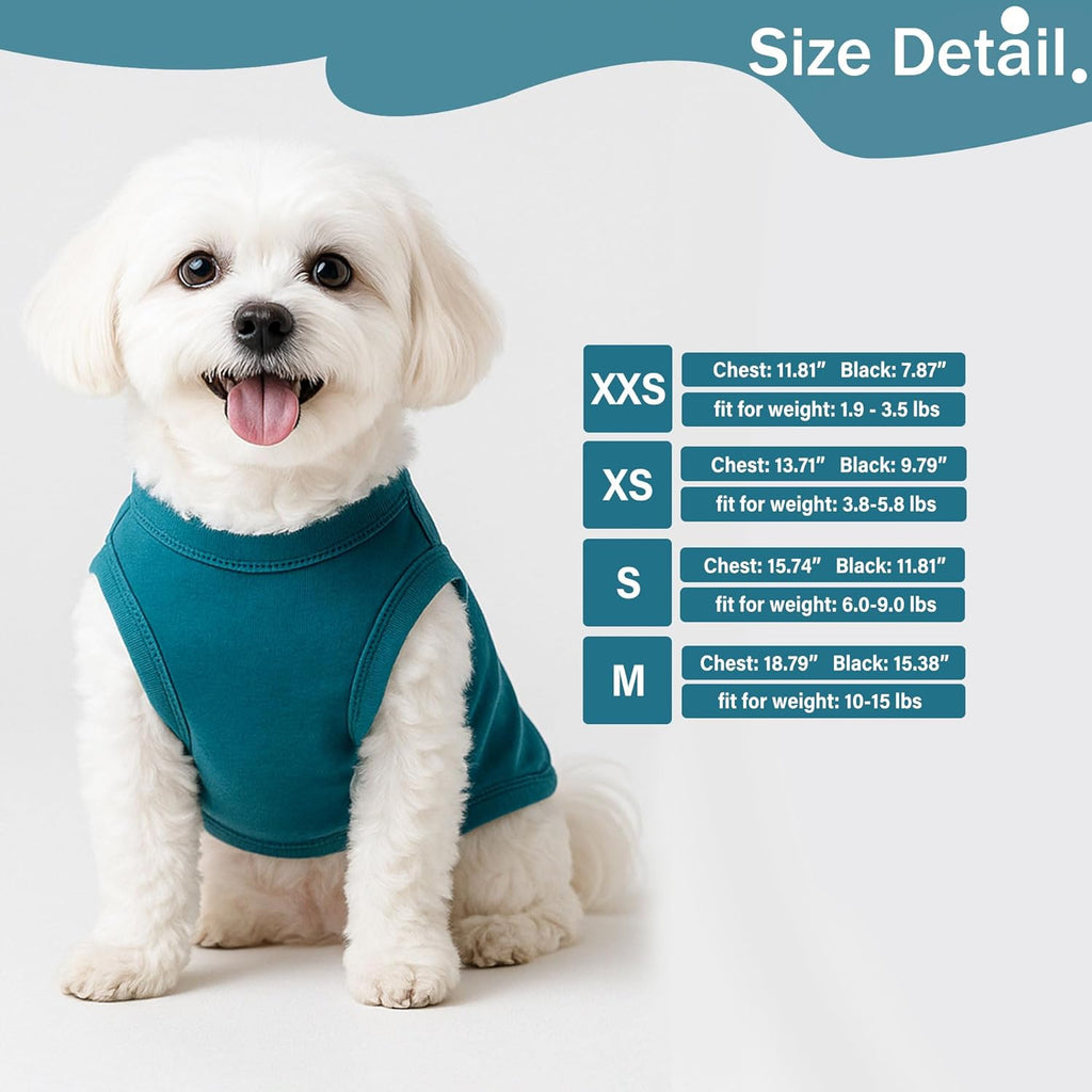 Chihuahua wearing double extra small solid color teal pet apparel.
