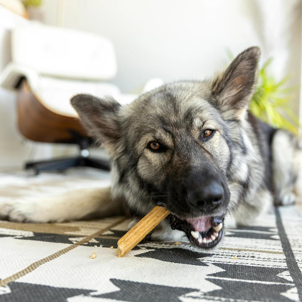 Dog enjoying a West Paw Dental Stick treat