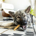 Dog enjoying a West Paw Dental Stick treat