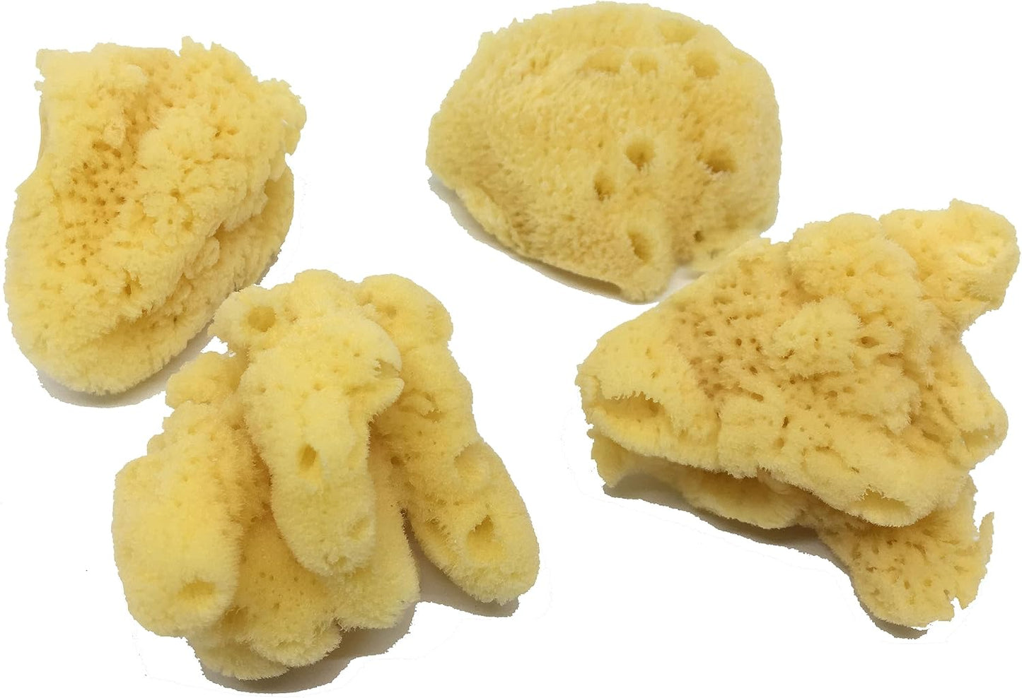 Natural sea sponge for hermit crab moisture and safety