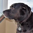 MYLUCKYTAG zinc alloy personalized dog tag with smooth epoxy finish