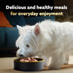 Cesar Wet Dog Food Steak Lovers Variety Pack,Adult,Wet Food for Dogs with Real Meat,3.5 oz Easy Peel Trays,36 Count (Pack of 2) - Image 9