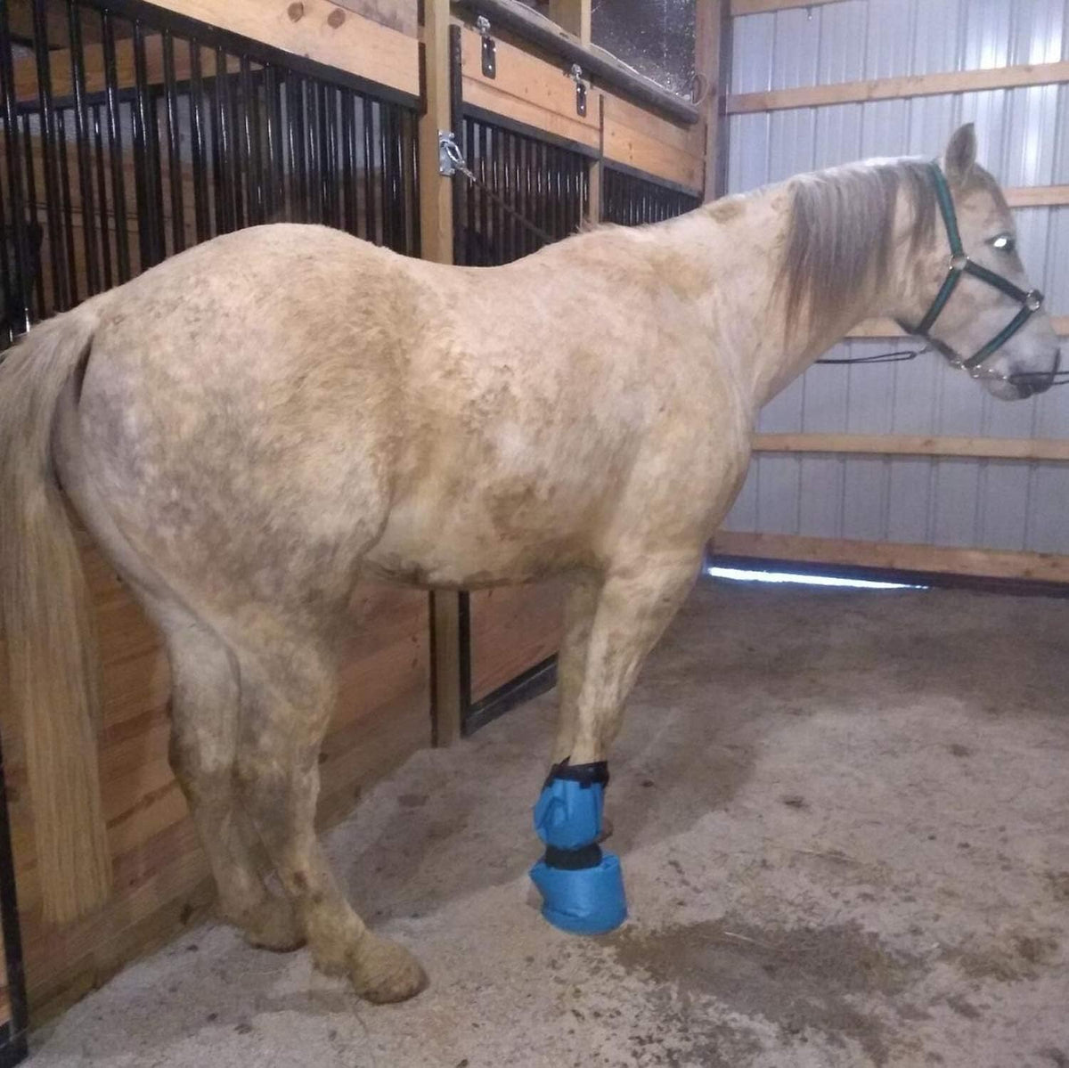 Collapsible blue horse hoof care bag ready for stable first aid use