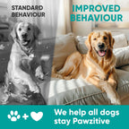 Pawzitive Pets hemp treats container resting next to a calm dog showing product size scale