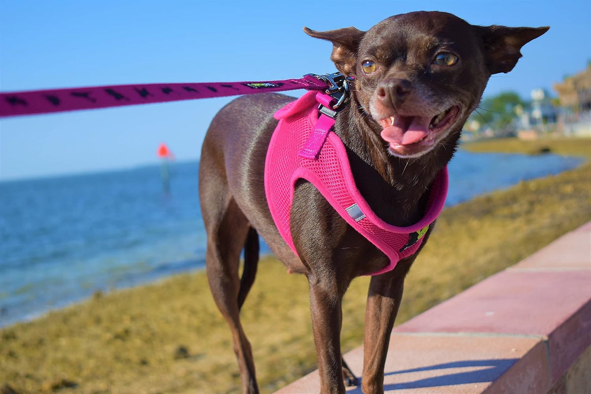 EcoBark Step in Dog Harness - Eco-Bright Teacup Dog Harnesses for XXS, XS, and Small Dogs - Reflective and Adjustable Mini Body Halter Vest -Tiny Soft Mesh Toy Breed Harness (X-Small, Pink) - Image 9