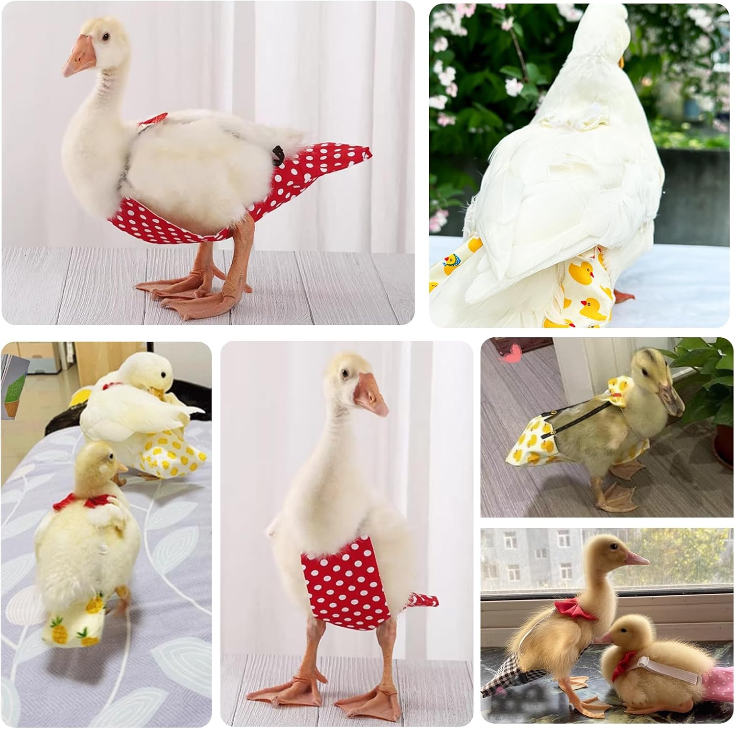 QBLEEV pet cole duck diaper packaging view
