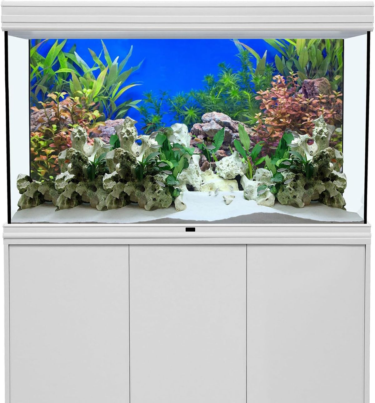 Awert aquatic plant fish tank background front view
