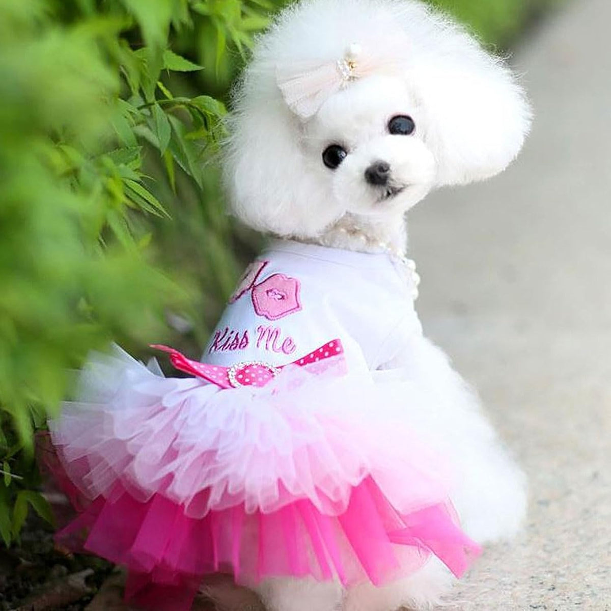 Breathable chiffon dog apparel set for small female breed puppies