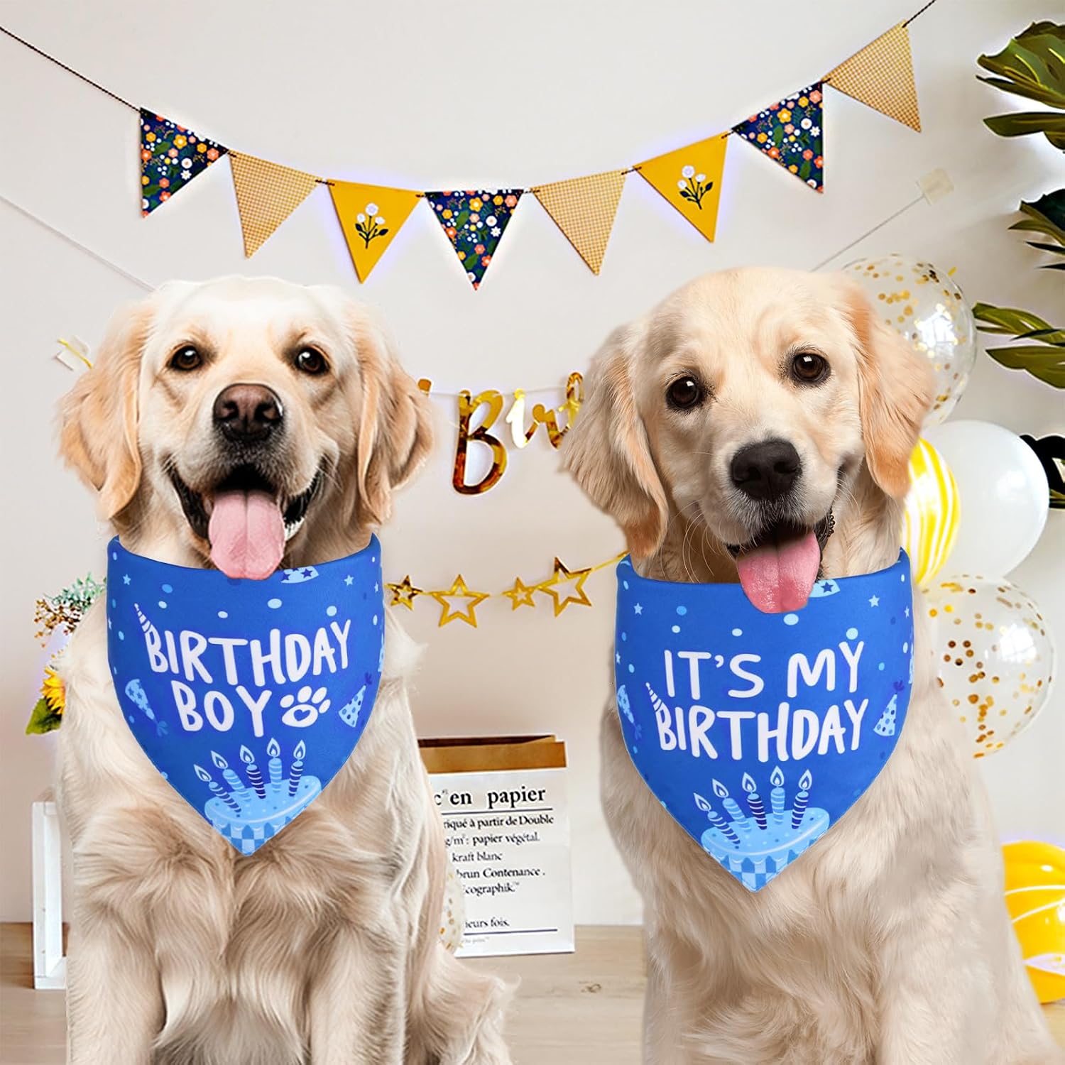 Large dog wearing Agroon blue birthday boy bandana