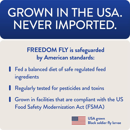 Healthy backyard chickens eating Freedom Fly larvae treats