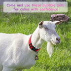 Adjustable goat collar demonstrated for sizing accuracy on farm animals