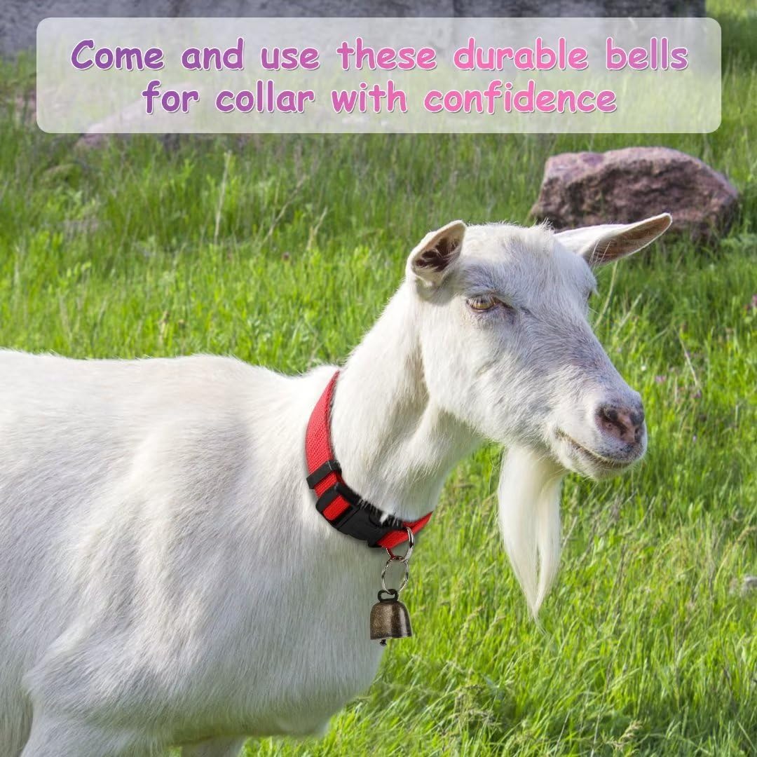 Adjustable goat collar demonstrated for sizing accuracy on farm animals