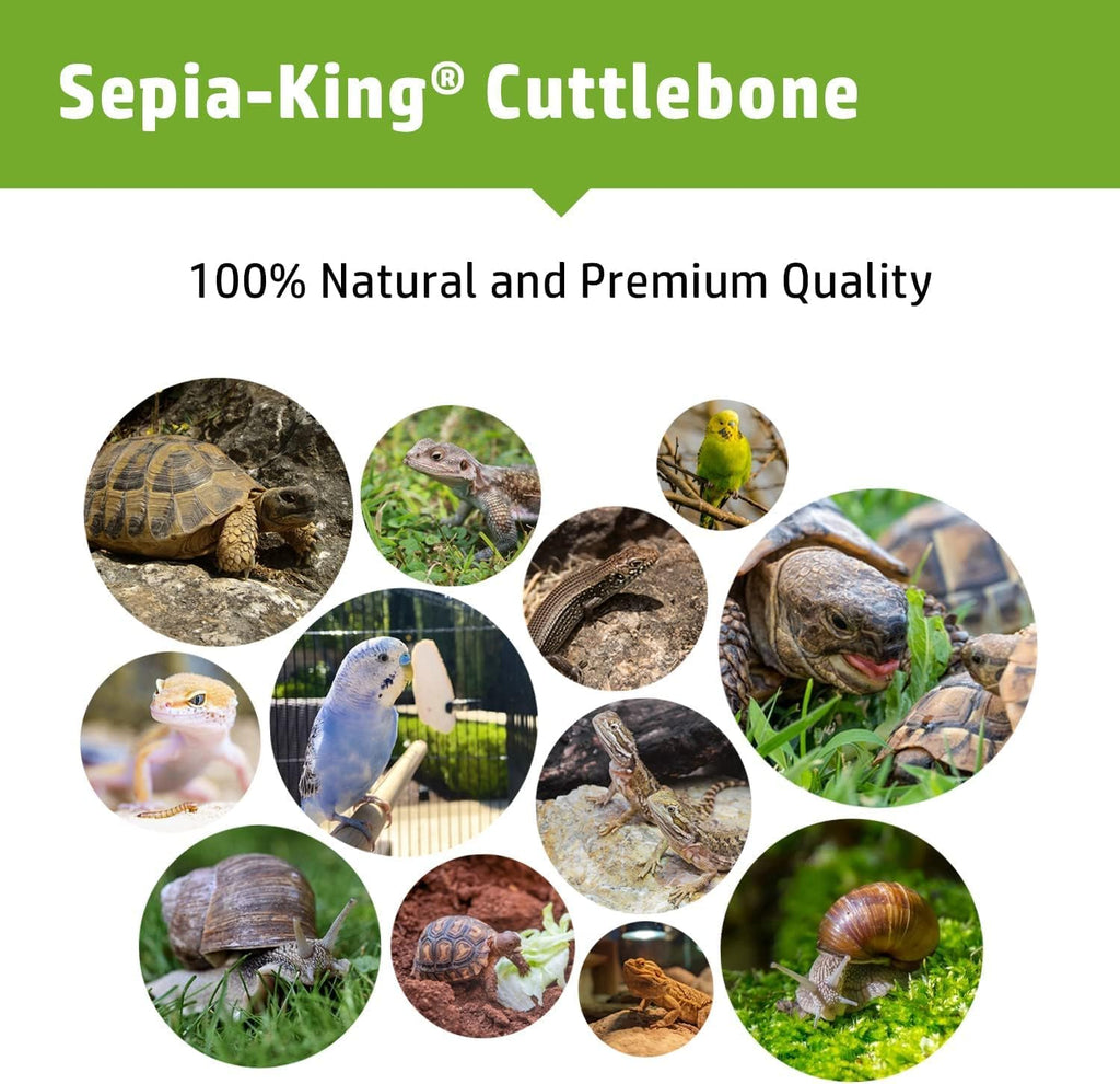 Educational diagram showing cuttlebone benefits for reptile shell health