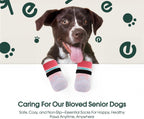 Small dog wearing protective anti-lick socks