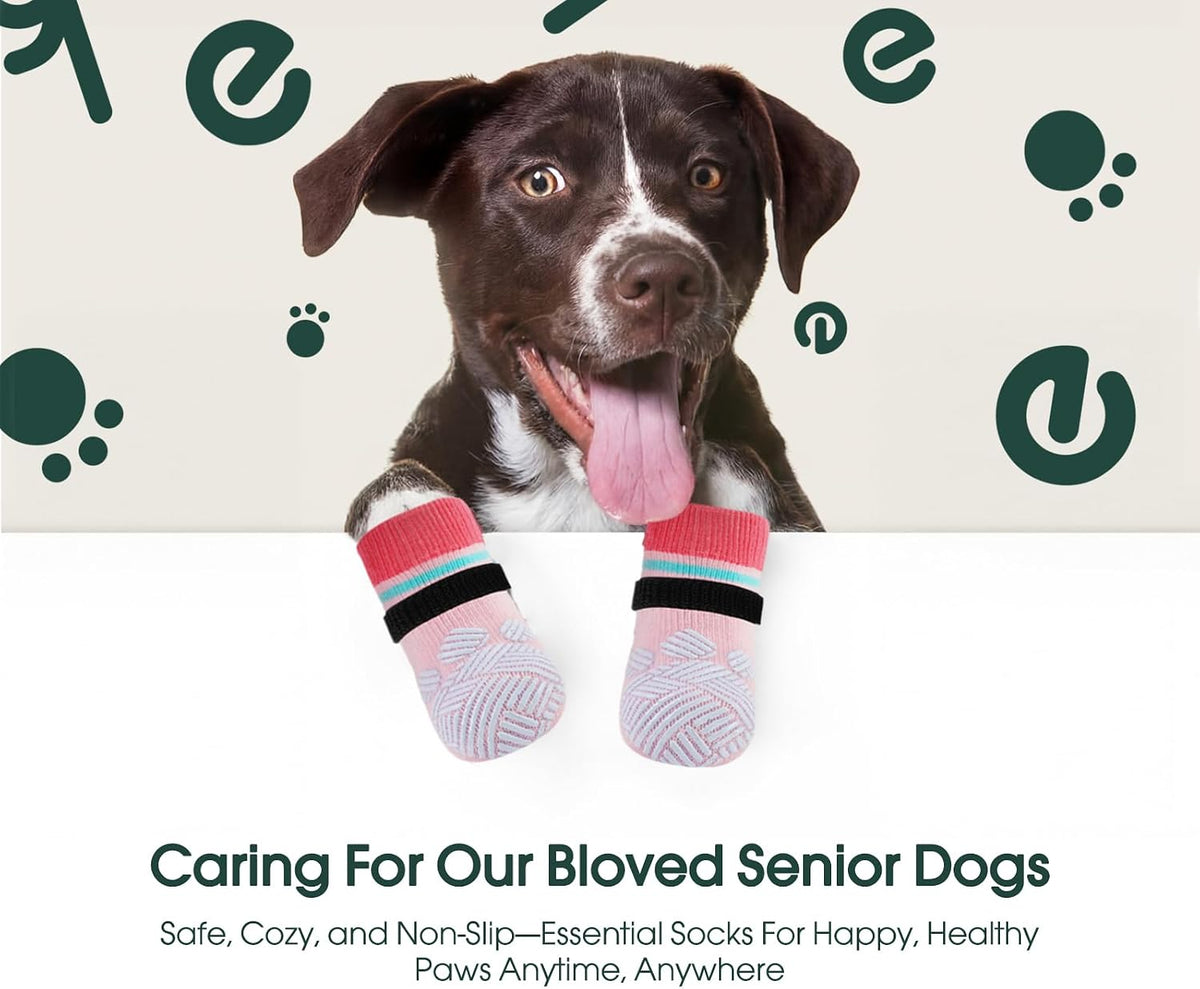 Small dog wearing protective anti-lick socks