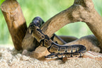 Galapagos Aspen Digs substrate poured out for reptile enclosure