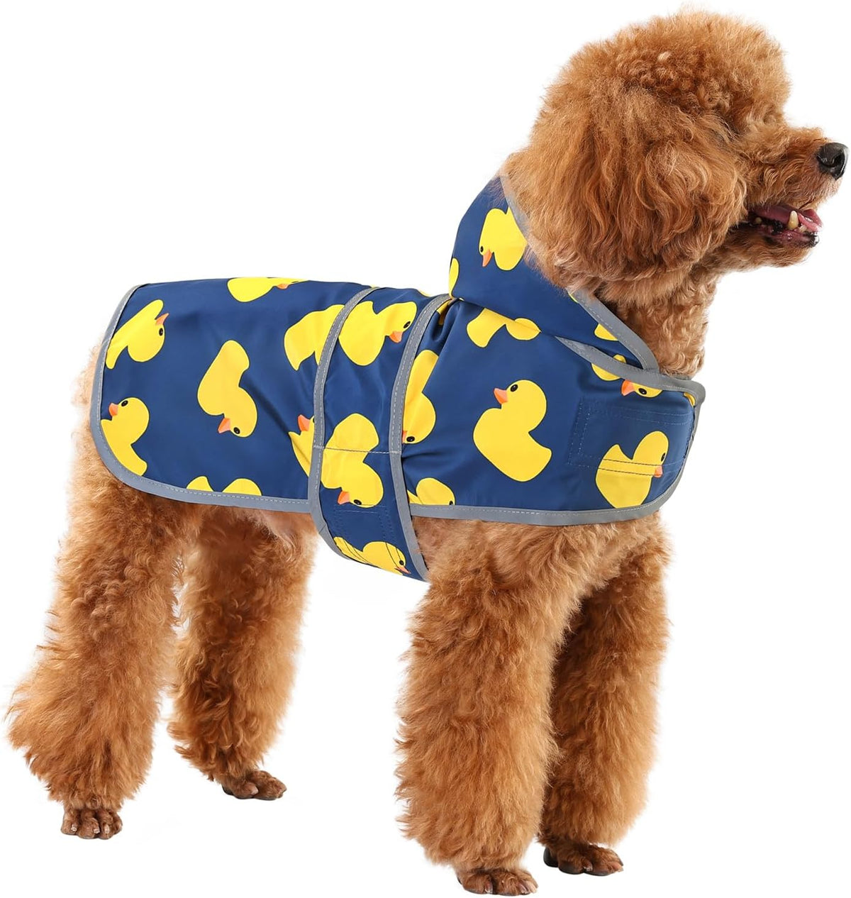 Small dog wearing the Happiere duck pattern raincoat during an outdoor walk in the rain.