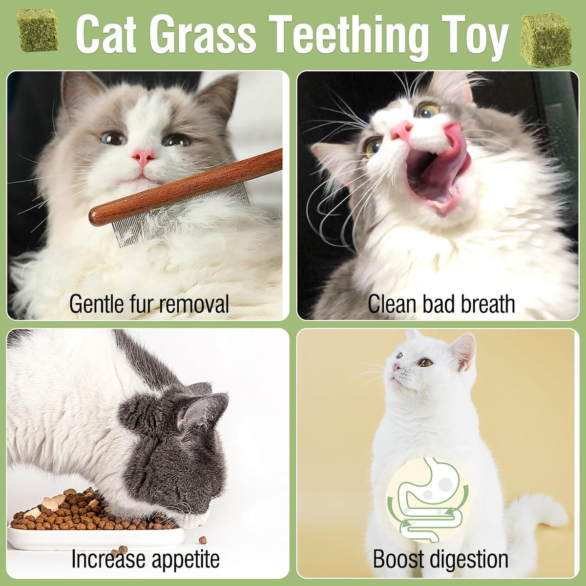 Kitten chewing on an edible cat grass stick for dental tartar removal