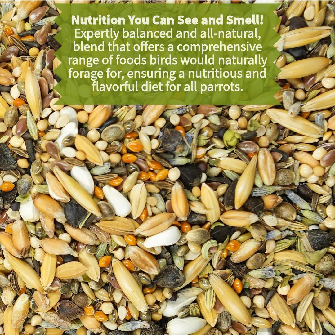 Close up of gourmet whole grains in KikiBirds parrot food