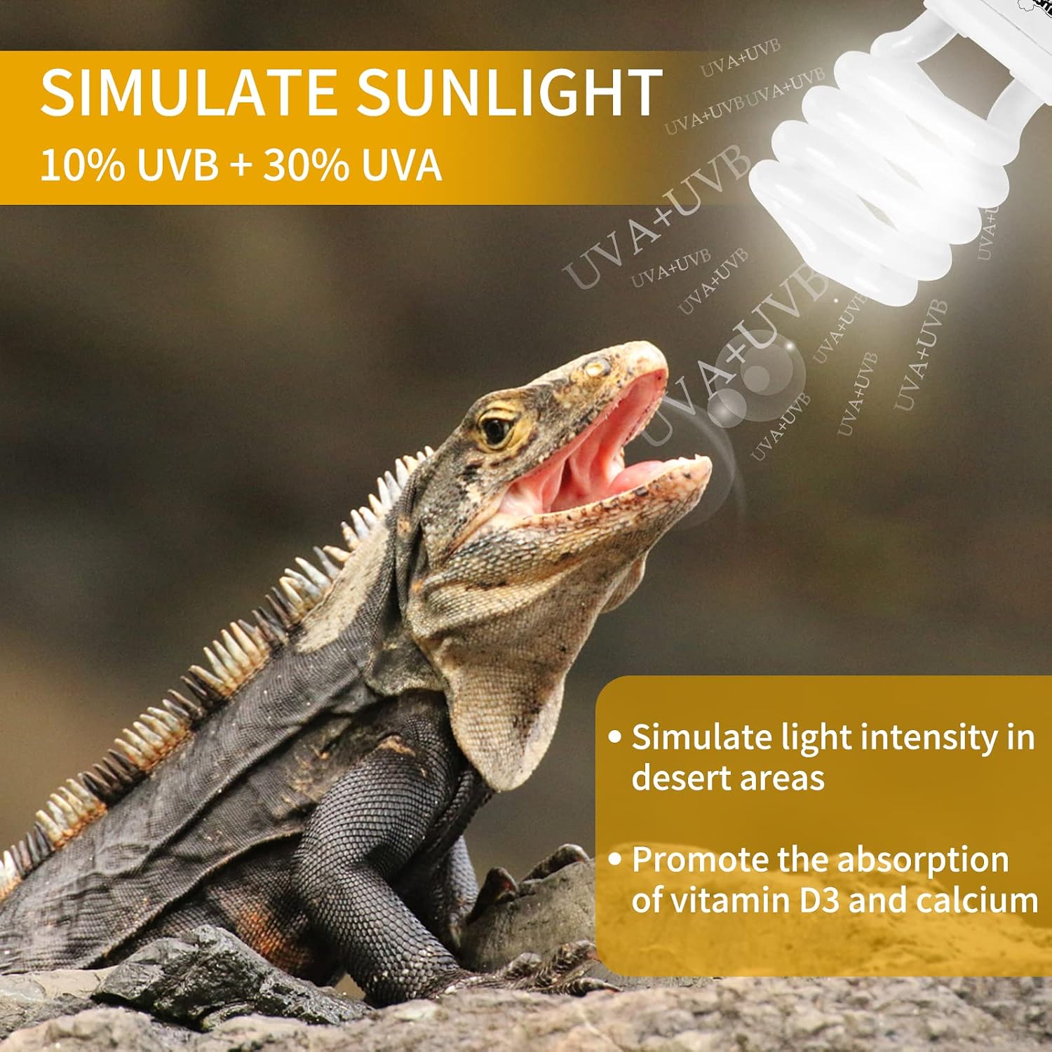 Bearded dragon basking under Lucky Herp reptile light bulb setup