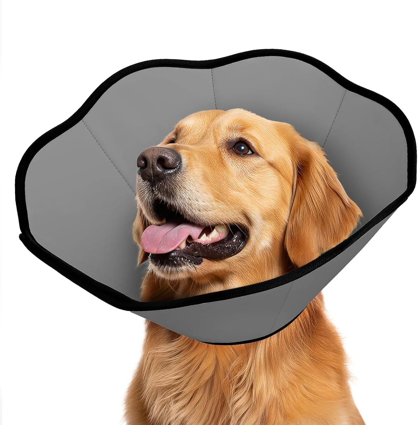 MIDOG dog cone collar after surgery front view on a grey dog