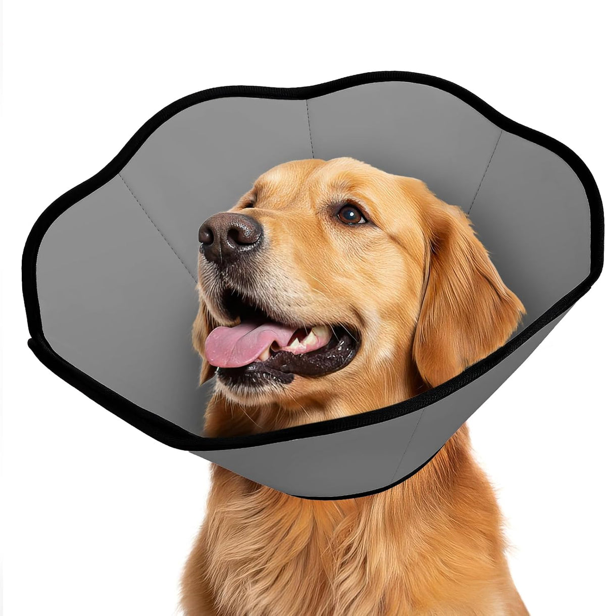 MIDOG dog cone collar after surgery front view on a grey dog