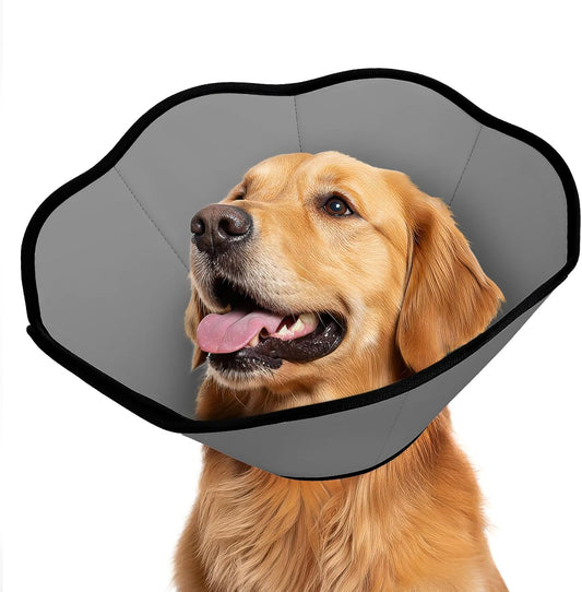 MIDOG dog cone collar after surgery front view on a grey dog