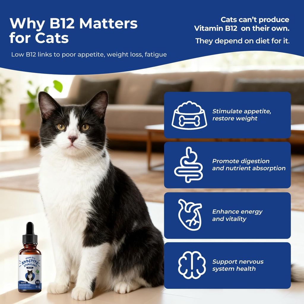 Liquid B12 drops for feline appetite stimulation and energy recovery