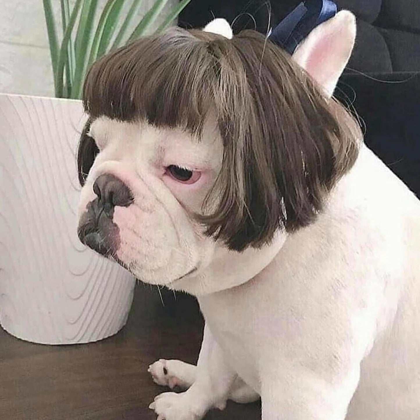 DIY Dog Wig Dog Costume for Halloween cat Wig | Haircut & Adjustable Fit for 5kg-50kg Pets - Image 9
