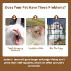 Guinea pig chew toys from Fhiny highlighting safe dental grinding materials.