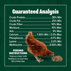 Backyard chicken feeding on protein rich insect treats