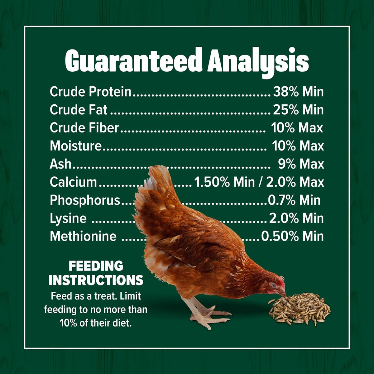 Backyard chicken feeding on protein rich insect treats