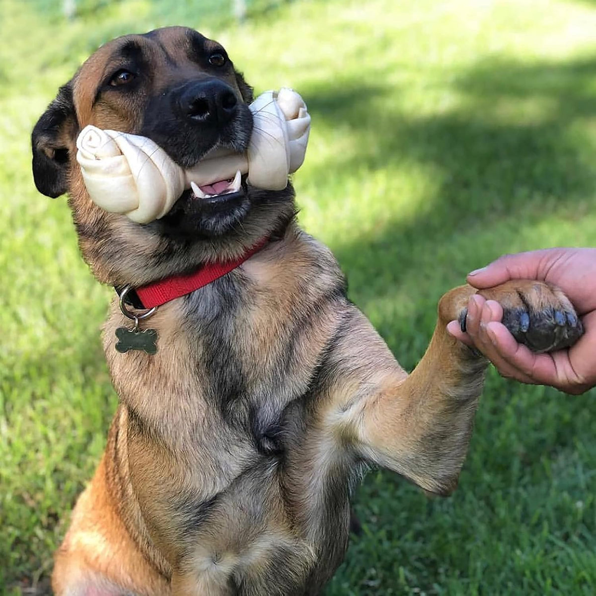 Premium USA sourced beefhide dog treat showcasing thick knotted design.