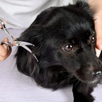 Chi-Buy pet bending shears showing the removable rubber finger rings.