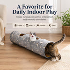 Cat playing inside the luminous tunnel in a dimly lit room