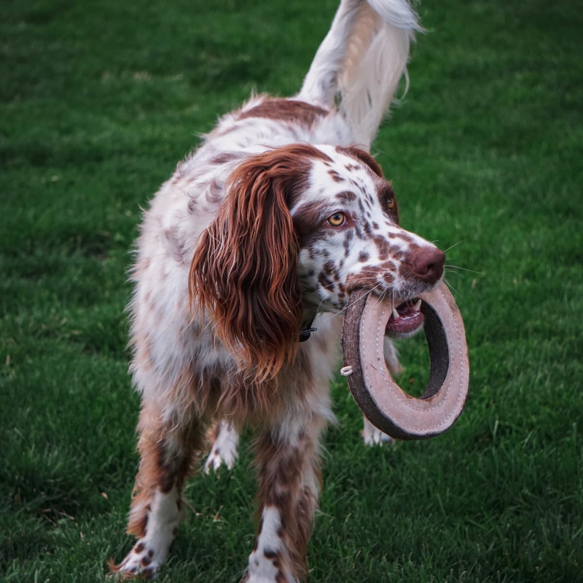 Tall Tails fetch toy for medium and large dogs