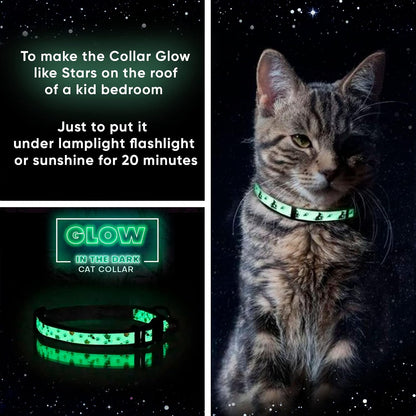 Luminous pet collar glowing in a low light environment for enhanced nighttime cat safety.