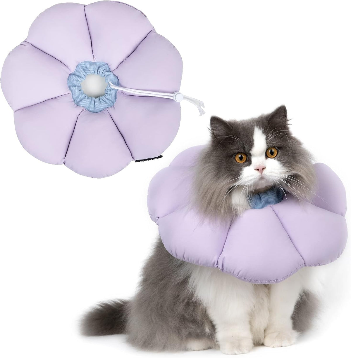 H HIDREAM cat cone collar purple flower front view on a kitten